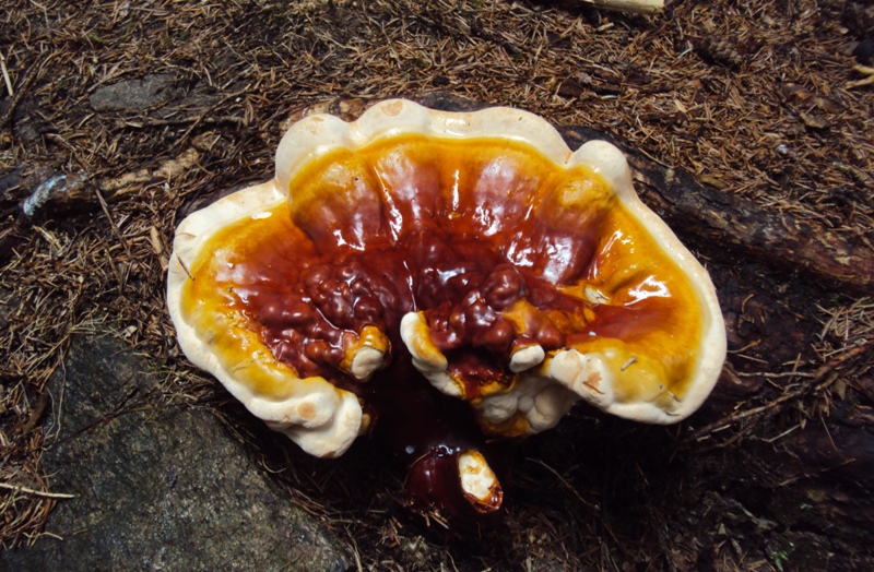 Il mio primo Ganoderma valesiacum!